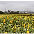 桃園花彩節梅楊場(仙草花海)-2019-11-44.jpg