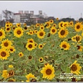 桃園花彩節梅楊場(仙草花海)-2019-11-46.jpg