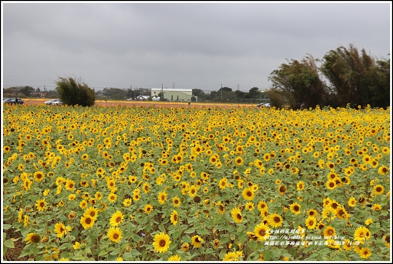 桃園花彩節梅楊場(仙草花海)-2019-11-53.jpg