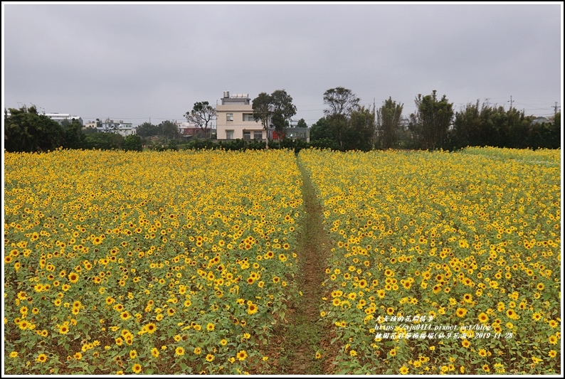 桃園花彩節梅楊場(仙草花海)-2019-11-56.jpg