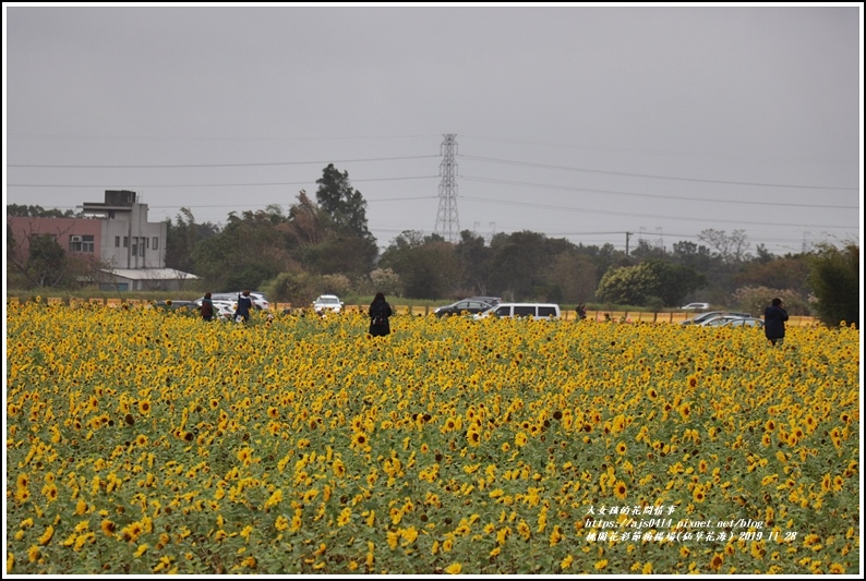 桃園花彩節梅楊場(仙草花海)-2019-11-54.jpg