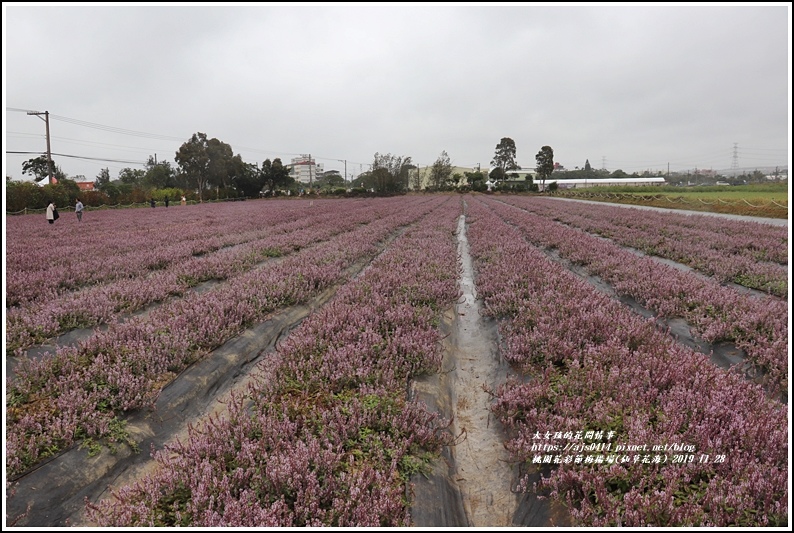 桃園花彩節梅楊場(仙草花海)-2019-11-61.jpg