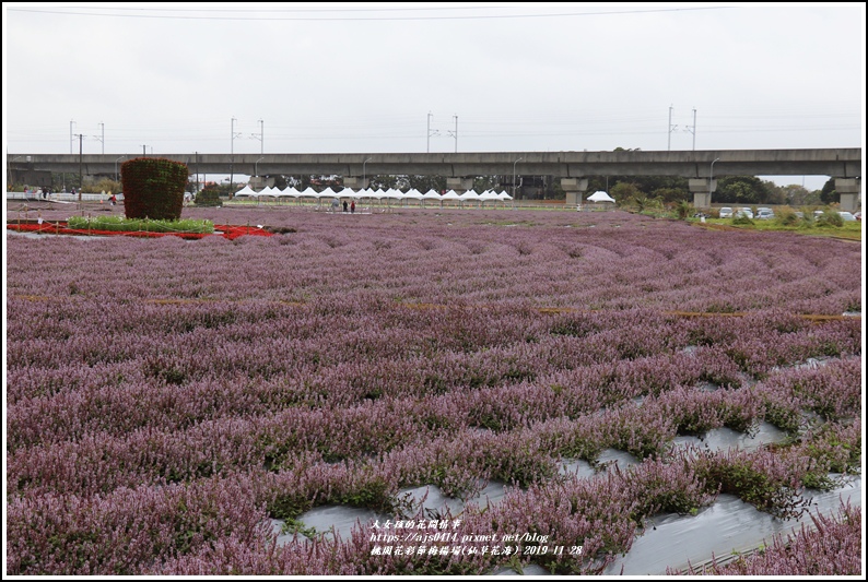 桃園花彩節梅楊場(仙草花海)-2019-11-67.jpg