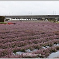 桃園花彩節梅楊場(仙草花海)-2019-11-67.jpg