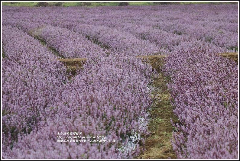 桃園花彩節梅楊場(仙草花海)-2019-11-64.jpg