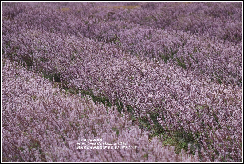 桃園花彩節梅楊場(仙草花海)-2019-11-65.jpg