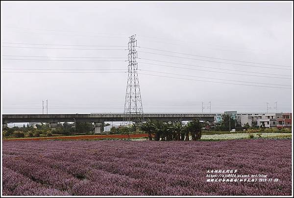 桃園花彩節梅楊場(仙草花海)-2019-11-69.jpg