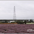 桃園花彩節梅楊場(仙草花海)-2019-11-69.jpg