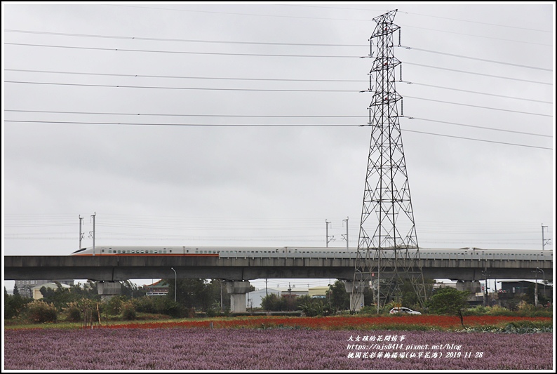 桃園花彩節梅楊場(仙草花海)-2019-11-72.jpg