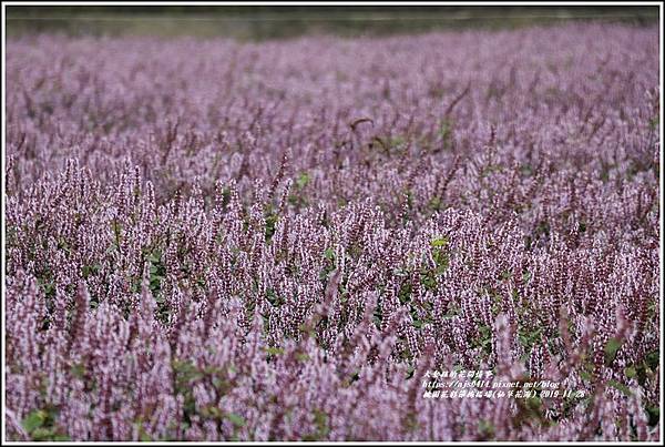 桃園花彩節梅楊場(仙草花海)-2019-11-70.jpg