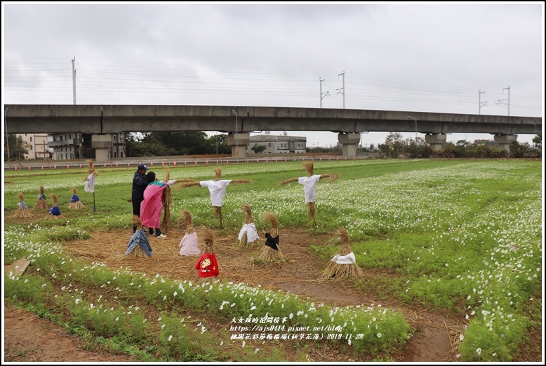 桃園花彩節梅楊場(仙草花海)-2019-11-76.jpg