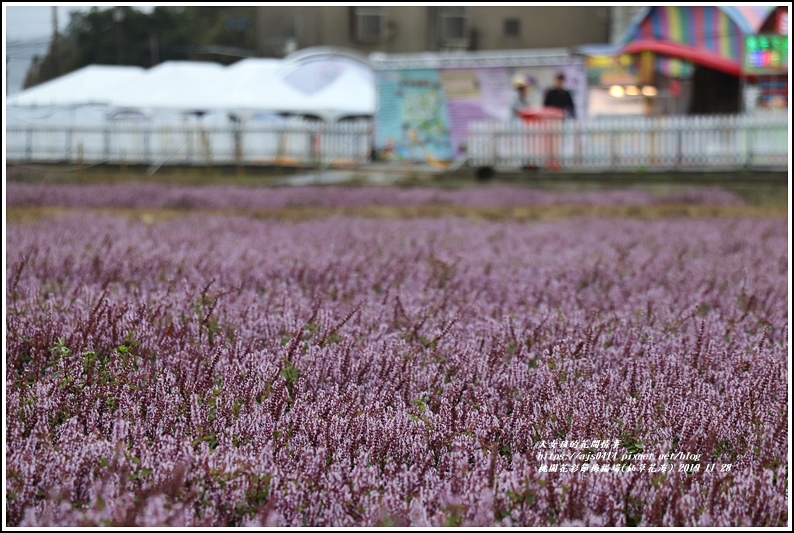 桃園花彩節梅楊場(仙草花海)-2019-11-74.jpg