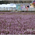 桃園花彩節梅楊場(仙草花海)-2019-11-74.jpg