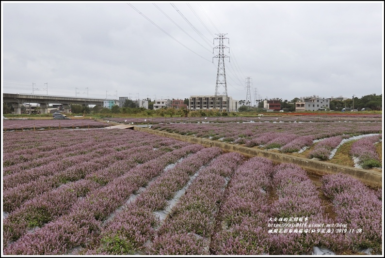 桃園花彩節梅楊場(仙草花海)-2019-11-78.jpg