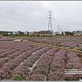 桃園花彩節梅楊場(仙草花海)-2019-11-78.jpg