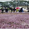 桃園花彩節梅楊場(仙草花海)-2019-11-75.jpg