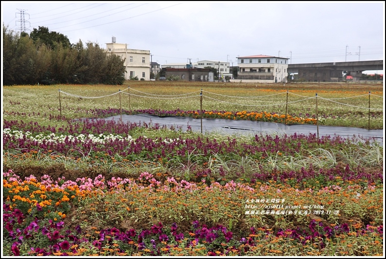 桃園花彩節梅楊場(仙草花海)-2019-11-79.jpg