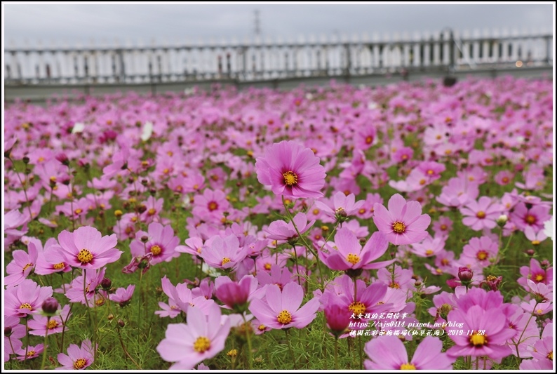 桃園花彩節梅楊場(仙草花海)-2019-11-83.jpg