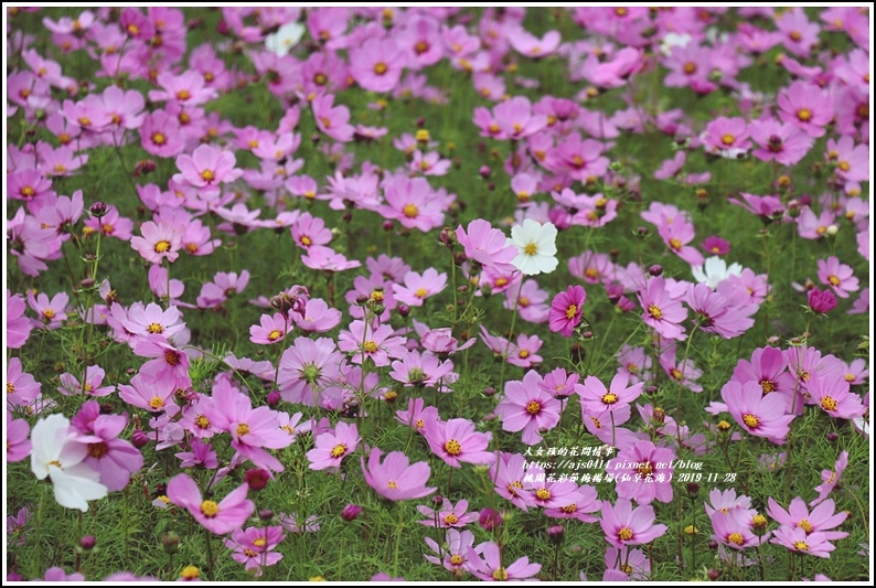 桃園花彩節梅楊場(仙草花海)-2019-11-81.jpg