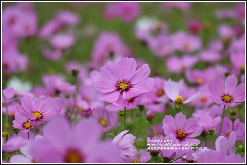 桃園花彩節梅楊場(仙草花海)-2019-11-85.jpg