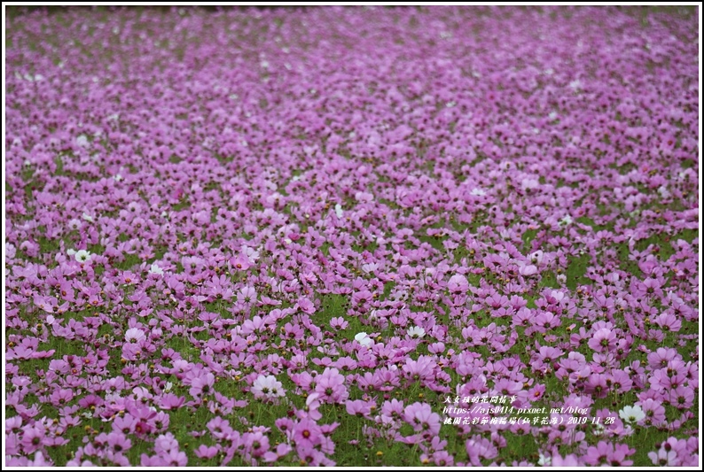 桃園花彩節梅楊場(仙草花海)-2019-11-82.jpg