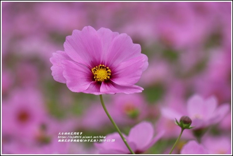 桃園花彩節梅楊場(仙草花海)-2019-11-84.jpg