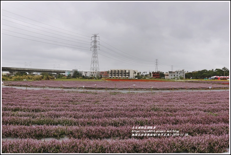 桃園花彩節梅楊場(仙草花海)-2019-11-86.jpg