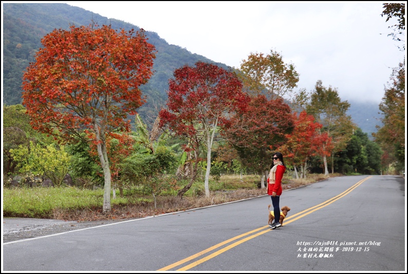 紅葉九鄰楓紅-2019-12-04.jpg 紅葉九鄰楓紅-2019-12-04.jpg
