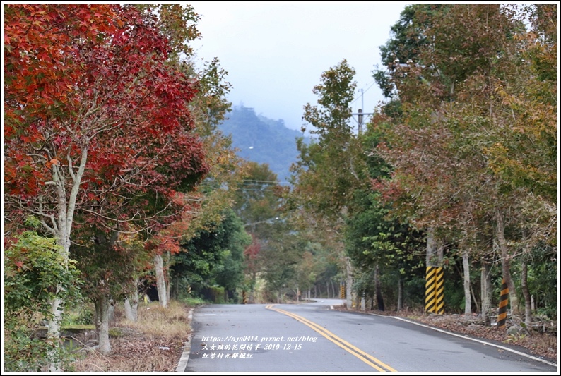 紅葉九鄰楓紅-2019-12-01.jpg 紅葉九鄰楓紅-2019-12-01.jpg