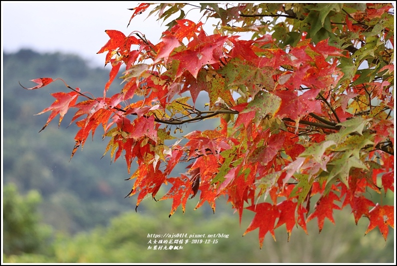 紅葉九鄰楓紅-2019-12-05.jpg 紅葉九鄰楓紅-2019-12-05.jpg