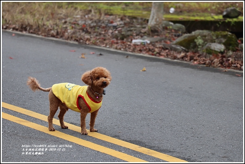 紅葉九鄰楓紅-2019-12-11.jpg 紅葉九鄰楓紅-2019-12-11.jpg