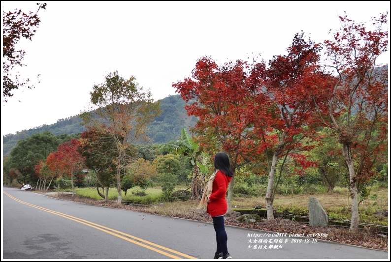 紅葉九鄰楓紅-2019-12-09.jpg 紅葉九鄰楓紅-2019-12-09.jpg