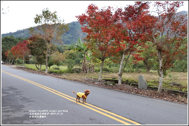 紅葉九鄰楓紅-2019-12-10.jpg 紅葉九鄰楓紅-2019-12-10.jpg