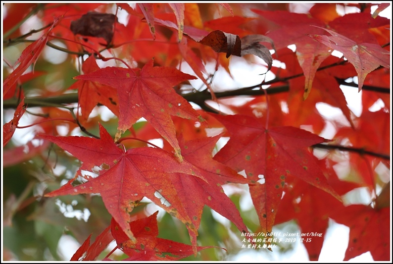 紅葉九鄰楓紅-2019-12-07.jpg 紅葉九鄰楓紅-2019-12-07.jpg