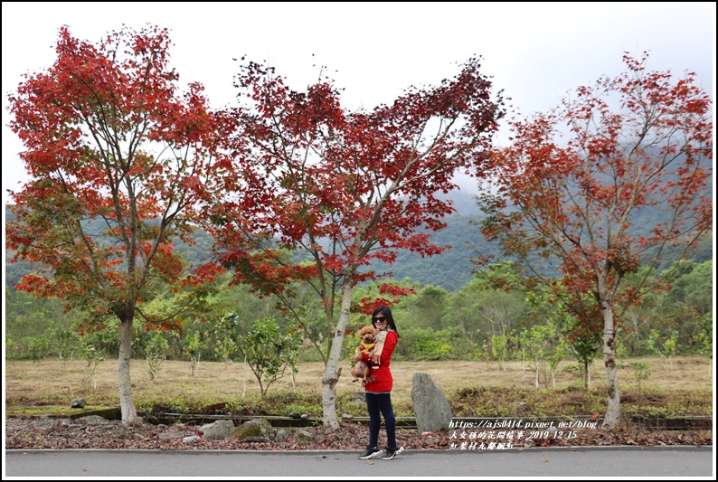 紅葉九鄰楓紅-2019-12-08.jpg