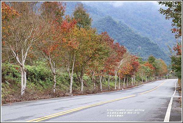 紅葉九鄰楓紅-2019-12-14.jpg