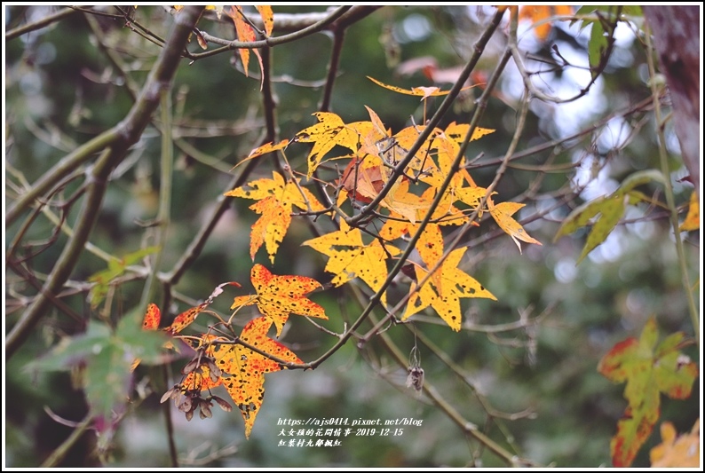 紅葉九鄰楓紅-2019-12-17.jpg 紅葉九鄰楓紅-2019-12-17.jpg
