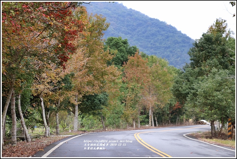紅葉九鄰楓紅-2019-12-21.jpg 紅葉九鄰楓紅-2019-12-21.jpg