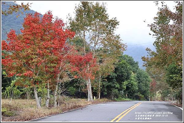 紅葉九鄰楓紅-2019-12-23.jpg