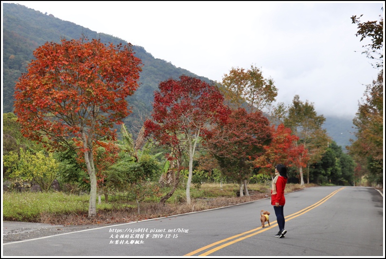 紅葉九鄰楓紅-2019-12-26.jpg 紅葉九鄰楓紅-2019-12-26.jpg