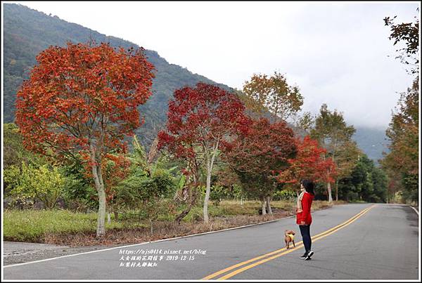 紅葉九鄰楓紅-2019-12-26.jpg