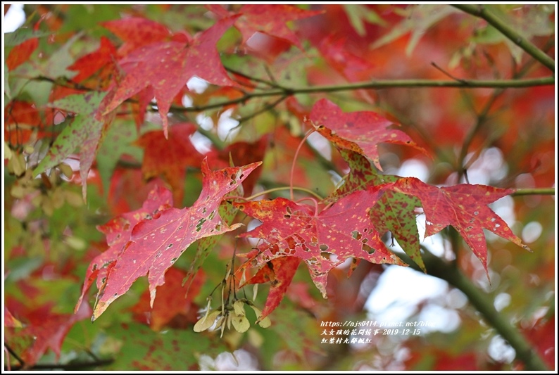 紅葉九鄰楓紅-2019-12-35.jpg 紅葉九鄰楓紅-2019-12-35.jpg