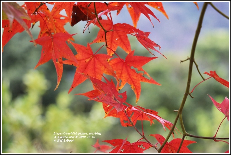 紅葉九鄰楓紅-2019-12-37.jpg 紅葉九鄰楓紅-2019-12-37.jpg