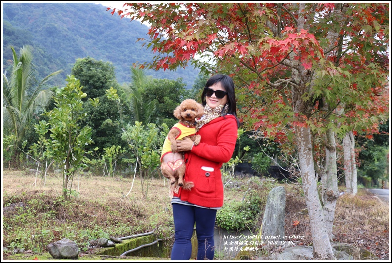 紅葉九鄰楓紅-2019-12-34.jpg 紅葉九鄰楓紅-2019-12-34.jpg