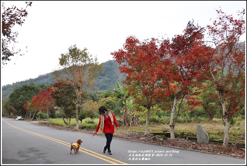 紅葉九鄰楓紅-2019-12-42.jpg 紅葉九鄰楓紅-2019-12-42.jpg
