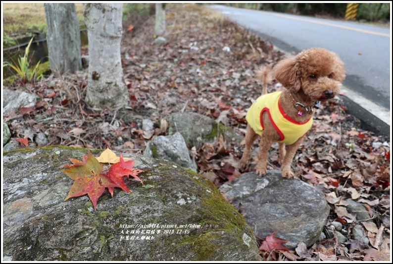 紅葉九鄰楓紅-2019-12-44.jpg