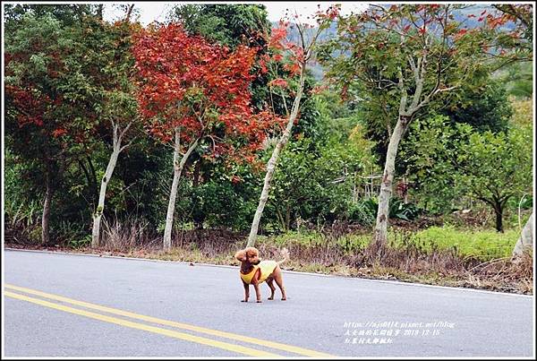 紅葉九鄰楓紅-2019-12-48.jpg