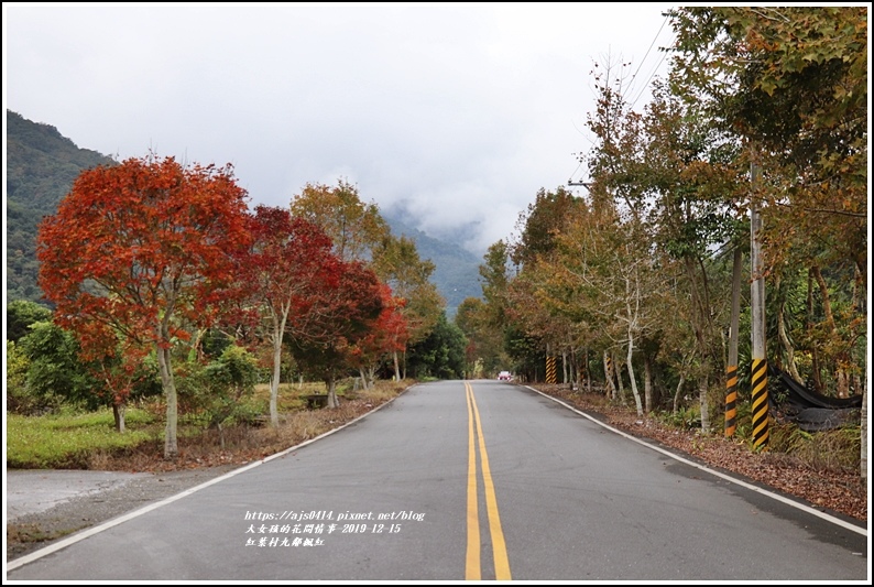 紅葉九鄰楓紅-2019-12-49.jpg 紅葉九鄰楓紅-2019-12-49.jpg
