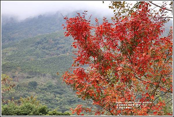 紅葉九鄰楓紅-2019-12-38.jpg