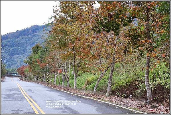 紅葉九鄰楓紅-2019-12-58.jpg